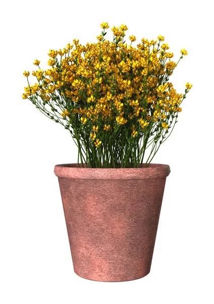 3D Rendering Genista Hispanica Flores sobre Branco — Fotografia de Stock