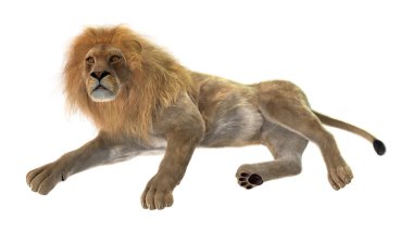 Beyaz üzerine 3D render erkek aslan