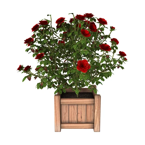 3D renderowania Red Rose Bush na białym — Zdjęcie stockowe