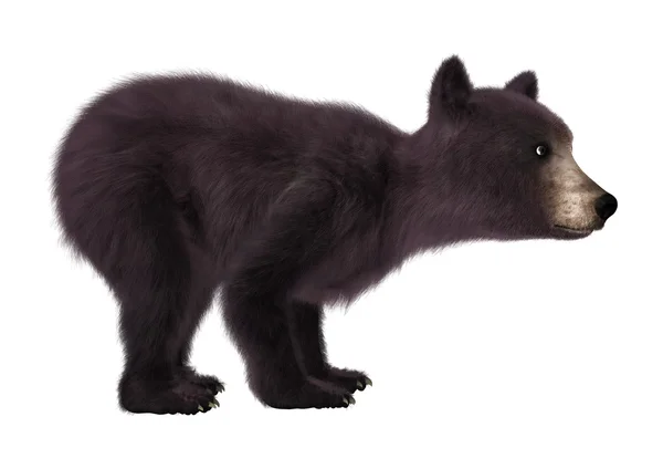 3D renderizado negro oso cachorro en blanco — Foto de Stock