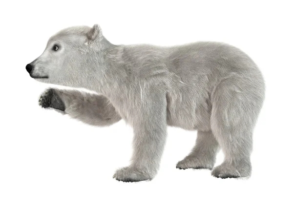 3D renderização filhote de urso polar no branco — Fotografia de Stock