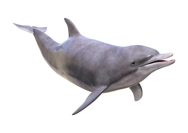 3D рендеринг дельфина на белом — стоковое фото