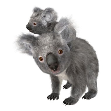 Beyaz üzerinde 3D render Koala ayılar