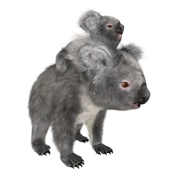 3D Rendering Koala Bears on White — Stock Photo, Image