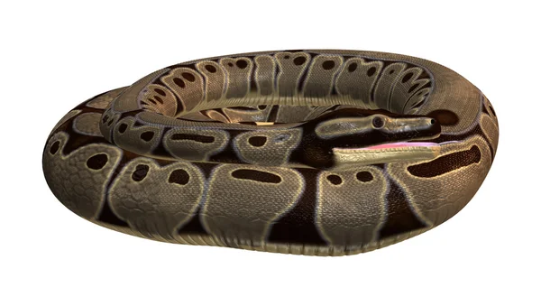 3D Rendering Ball Python en blanco —  Fotos de Stock