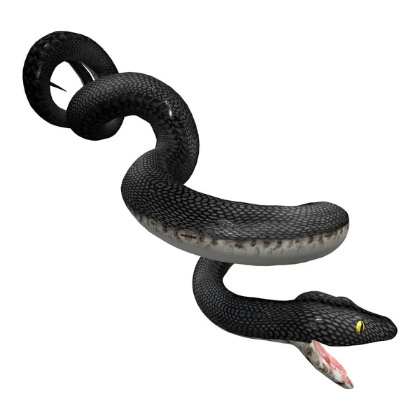 Rendu 3D Southern Black Racer sur blanc — Photo