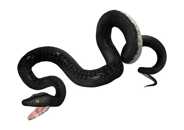 3D Rendering Southern Black Racer on White — Stock Photo, Image
