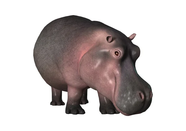 3D hipopotam renderowania na białym — Zdjęcie stockowe