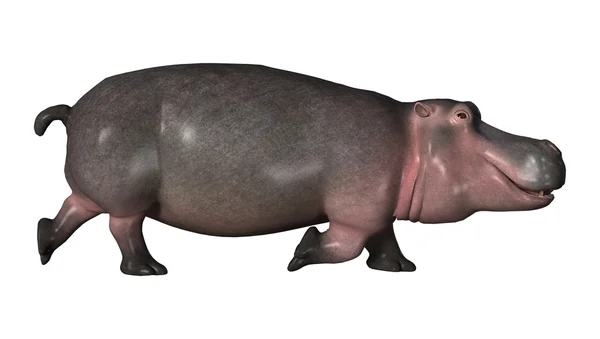 3D rendering flodhäst på vit — Stockfoto