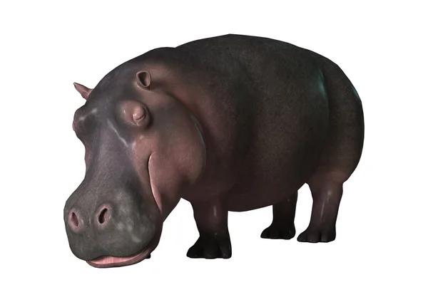Representación 3D de hipopótamo en blanco — Foto de Stock