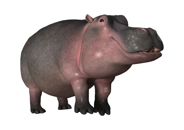 Renderização 3D Hippopotamus em Branco — Fotografia de Stock