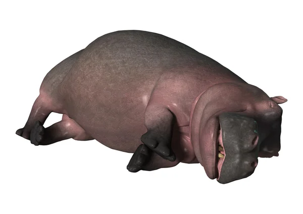 Renderização 3D Hippopotamus em Branco — Fotografia de Stock