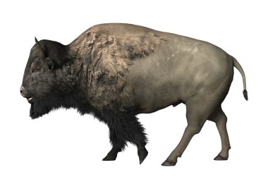3D render Bison beyaz