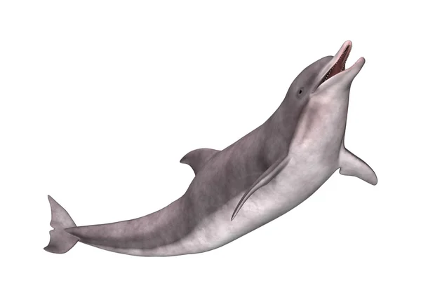 3D Rendering Dolphin on White — Stock Photo, Image