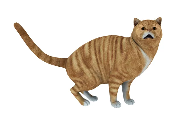 3D Rendering Red Tabby Cat on White — Stock Photo, Image