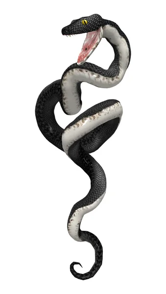 Representación 3D Southern Black Racer en blanco — Foto de Stock