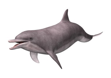 3D render yunus beyaz