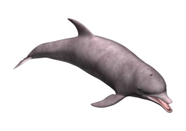 3D render yunus beyaz