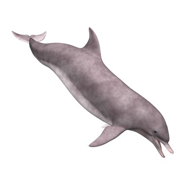 3D render yunus beyaz