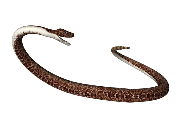 Representación 3D de la serpiente de cascabel en blanco — Foto de Stock