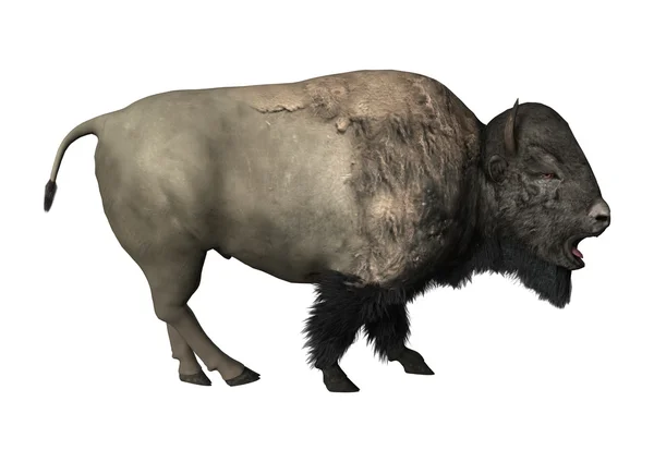 3D vykreslování Bison na bílém — Stock fotografie