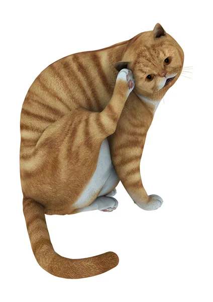 3D แสดงแมวทับบี้สีแดงบนสีขาว — ภาพถ่ายสต็อก