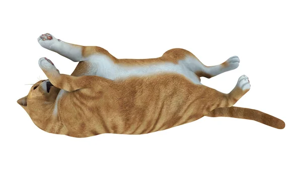 3D рендеринг червоний кіт таббі на білому — стокове фото