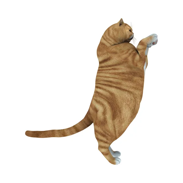 3D renderização Red Tabby Cat em branco — Fotografia de Stock