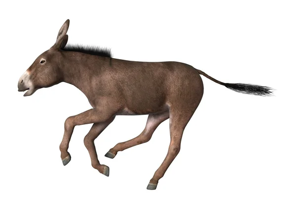 3D Rendering Donkey on White — Stock Photo, Image