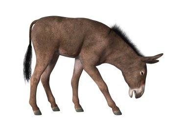 3D render eşek üzerinde beyaz