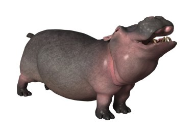 Beyaz üzerine 3D render su aygırı