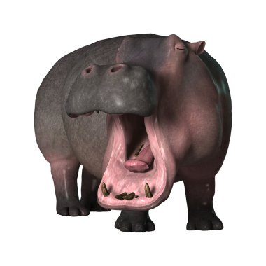 Beyaz üzerine 3D render su aygırı