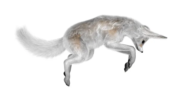 3D Rendering Fennec Fox on White — Stock Photo, Image