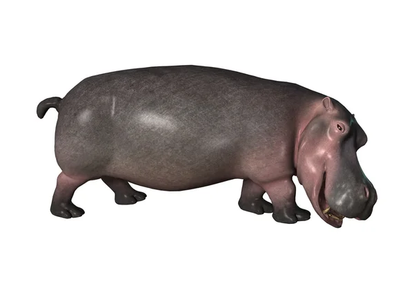 3D hipopotam renderowania na białym — Zdjęcie stockowe