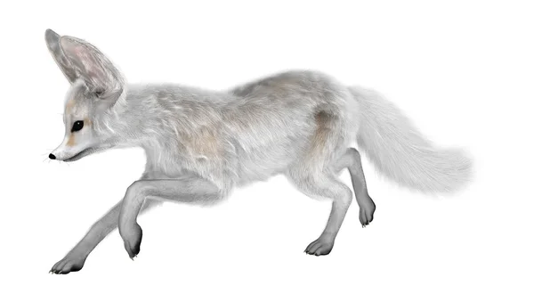 Representación 3D Fennec Fox en blanco — Foto de Stock