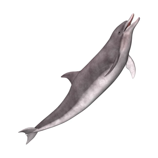 3D Rendering Dolphin on White — Stock Photo, Image