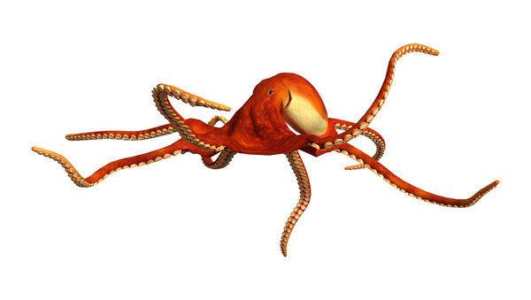 3D-рендеринг осьминога на белом
