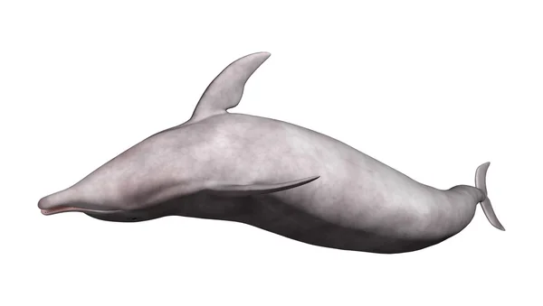 3D rendering Dolphin på vit — Stockfoto