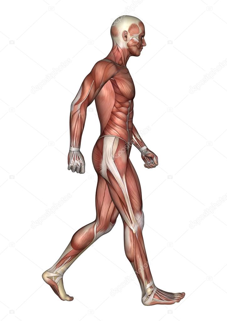 3D Rendering Male Anatomy Figure on White