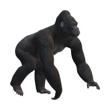 3D render Gorilla beyaz günü
