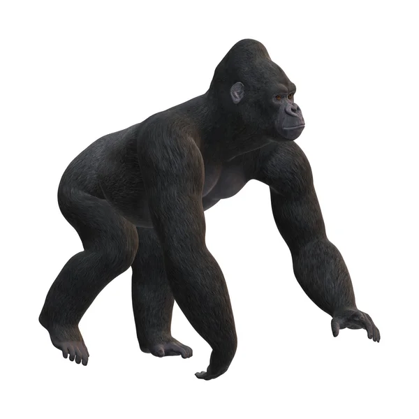 3D-рендеринг гориллы на белом — стоковое фото