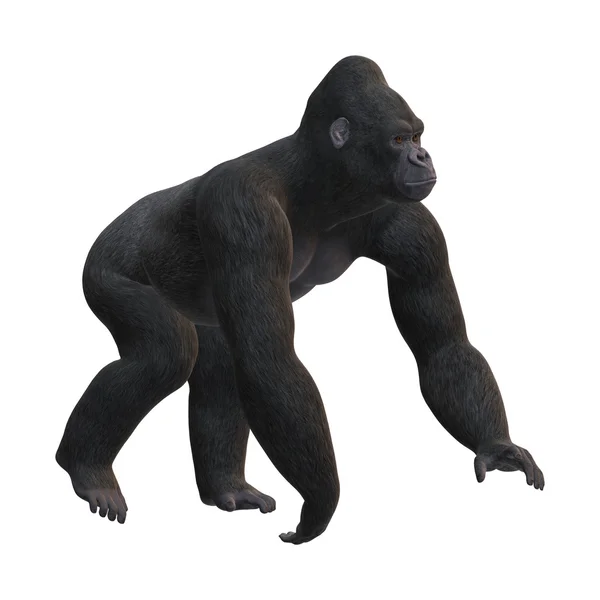 3D Rendering Gorilla su Bianco — Foto Stock