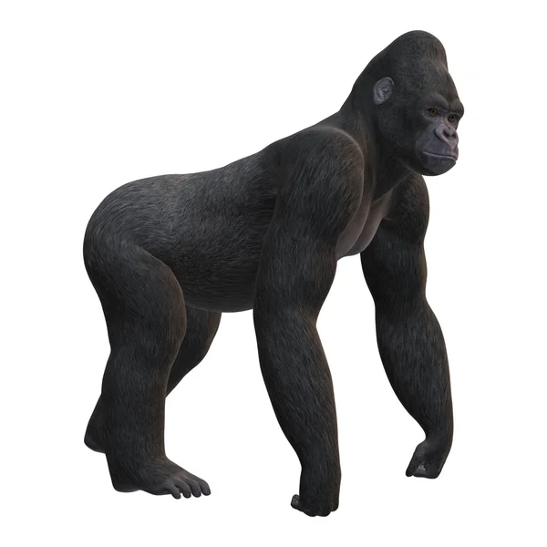 3D Rendering Gorilla auf Weiß — Stockfoto