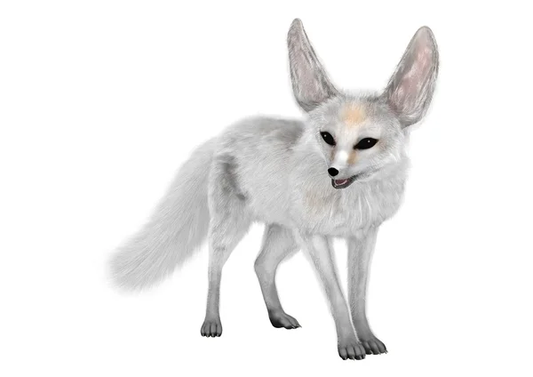 3D rendering Fennec Fox på vit — Stockfoto