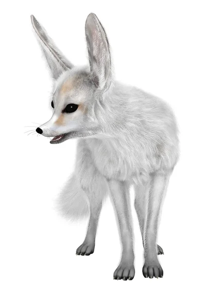 3D rendering Fennec Fox σε λευκό — Φωτογραφία Αρχείου