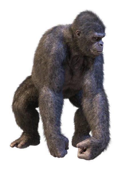 Weergave Van Een Gorilla Aap Geïsoleerd Witte Achtergrond — Stockfoto