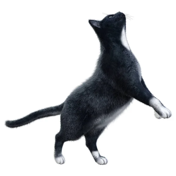 白色背景下孤立的黑家猫的3D渲染 — 图库照片