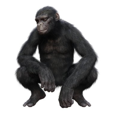 Beyaz arkaplanda izole edilmiş büyük bir şempanze maymunu 3 boyutlu görüntüleme