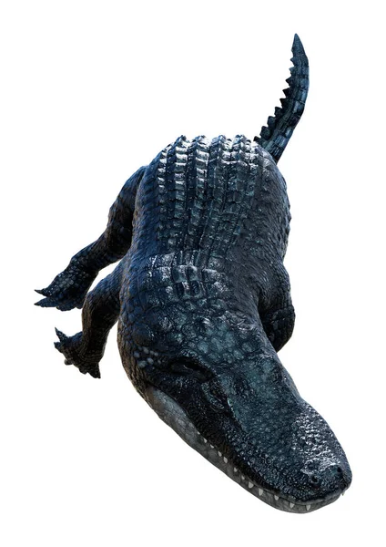 Rendering Black Alligator Isolated White Background — Stock Photo, Image