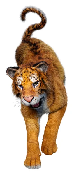 Rendering Una Grande Tigre Gatto Isolata Sfondo Bianco — Foto Stock